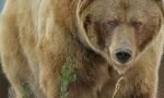 Grizzly